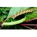 Silver-striped Hawkmoth Hippotion celerio 10 larvae 
